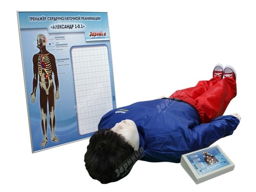 Тренажеры для обучения оказанию первой помощи – Александр